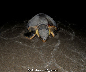 Full moon, Post partum. Going back into the water by Andres L-M_larraz 